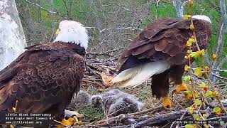 Little Miami Conservancy Bald Eagle 21.04.2024 15:43