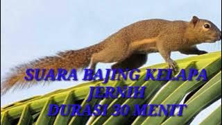 Suara Tupai Kelapa