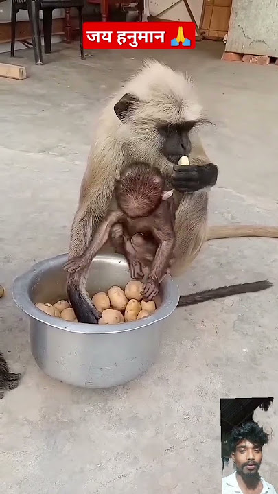 hanuman 🙏 #shorts #hanuman #monkey #cute #animals #baby #shortsfeed #youtubeshorts #fromassamcomedy