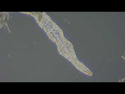 BS 2093A Inverted Biological Microscope Phase Contrast Sample Video