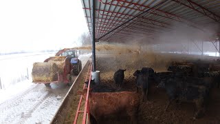 HOW WE BED DOWN THE CATTLE USING A TEAGLE BALE PROCESSOR