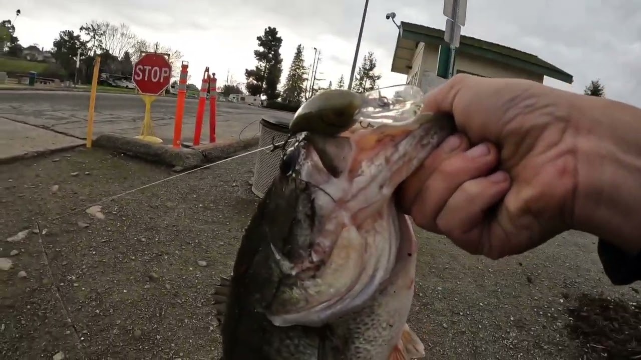 February pre-spawn bass fishing at Pinto Lake (biggen caught) #bassfishing #fyp #fishing