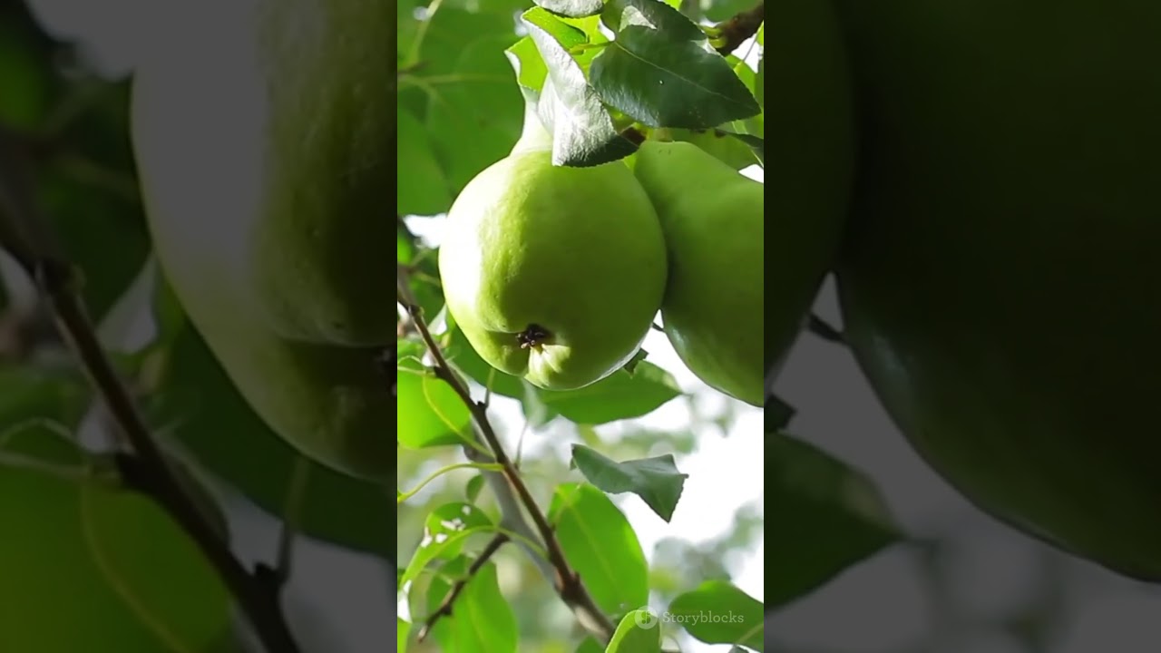 Long-Term Fertilization Effects on Soil Properties in Dangshansuli Pear Orchards