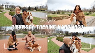 JAK TO JEST? Pierwszy trening handlingu | Wystawa psów | Handling Psa | Kapi The Cavalier