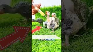 Parrots left motherless in a tree hollow #parrot #parrots #animallovers