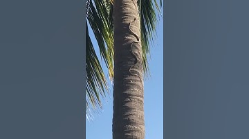 Snake Climbing a Coconut Tree #Shorts Amazing Snake In Coconut