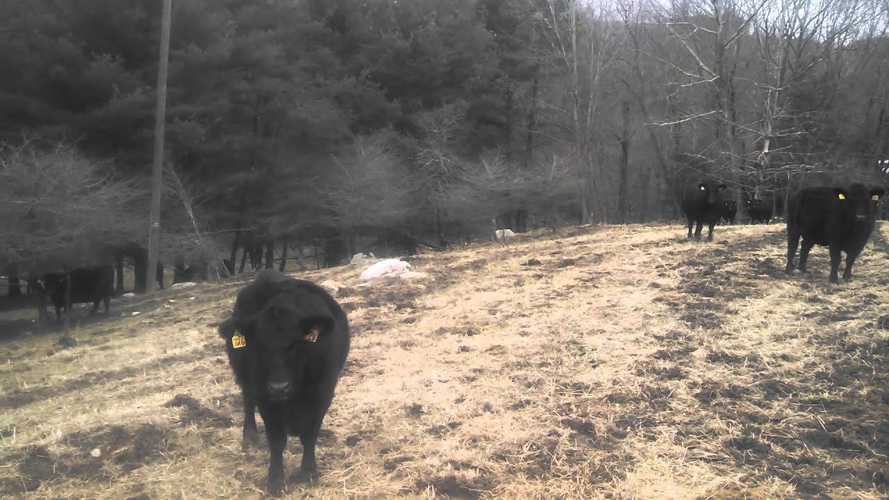 2013 Angus Cows for sale # 2