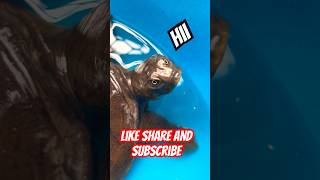 SOFT SHELL TURTLE | #shorts #ytshorts #turtle #animals