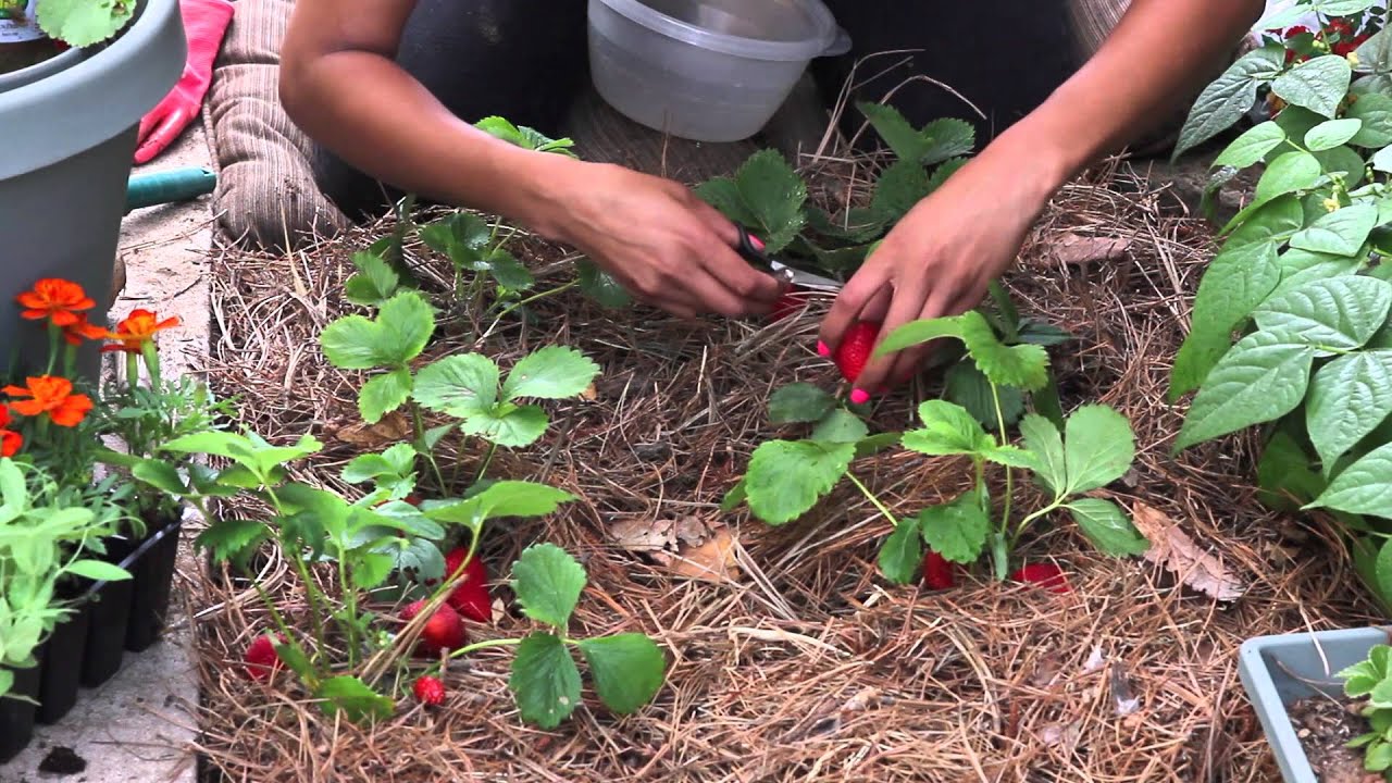 How To Tell When Strawberries Are Ready For Picking?  