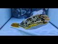 Tetraodon mbugiant puffer by top stingrays uk