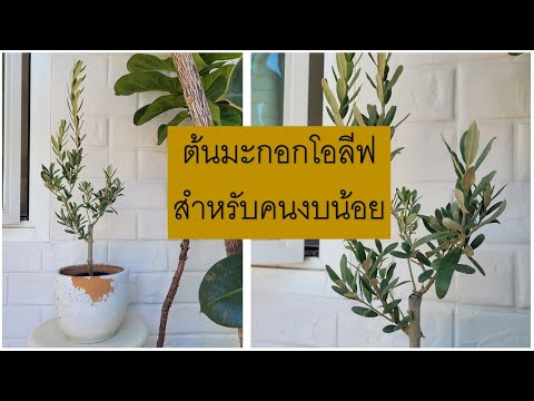 วีดีโอ: ต้นมะกอกจะเติบโตในโซน 6 ได้ไหม - เรียนรู้เกี่ยวกับการปลูกต้นมะกอกในสวนโซน 6