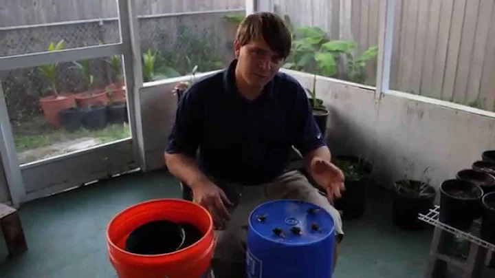 How to Plant Germinated Christmas Palm Seeds