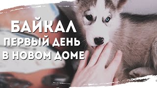 Щенок хаски. Первый день в новом доме | Байкал