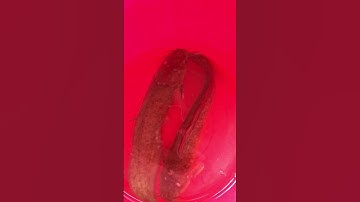 Cá trê vàng sống tự nhiên ngoái đồng ruộng  hiếm gặp #shorts