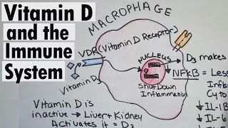 Vitamin D and the Immune system