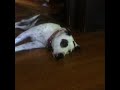 Billie EIlish Vine | My #dog