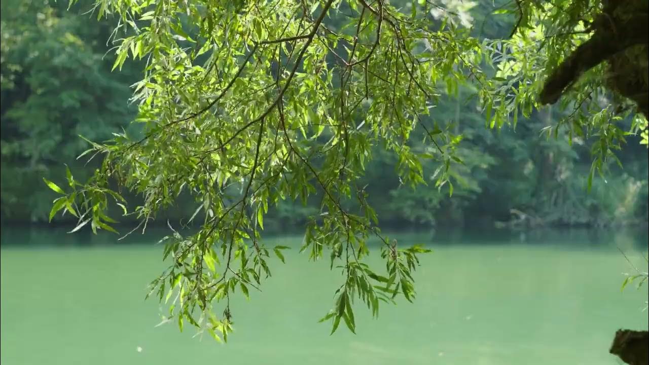 "ИВУШКА ПЛАКУЧАЯ" - очень красивая песня