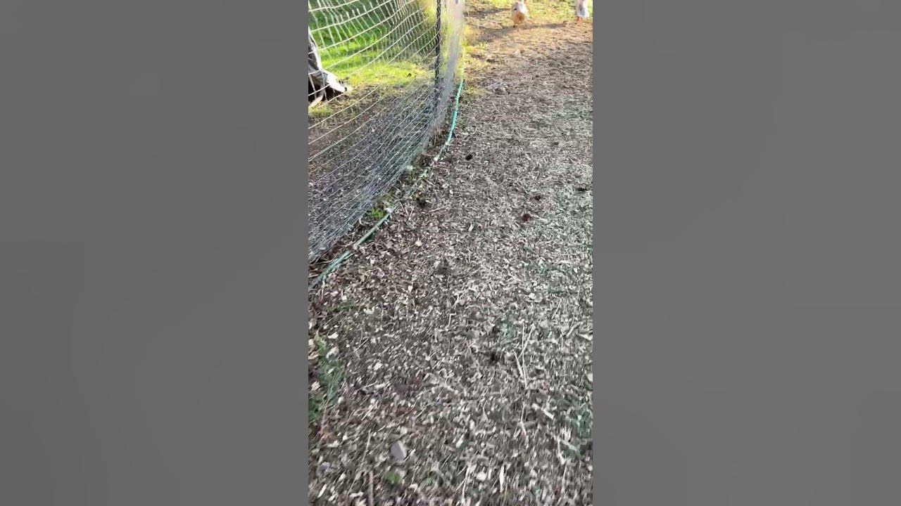 50-yard-dash-youtube