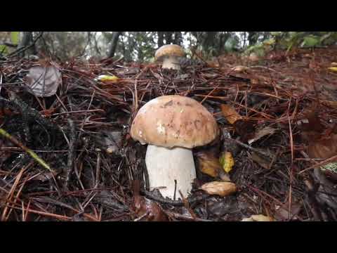 Video: Come Crescono I Funghi