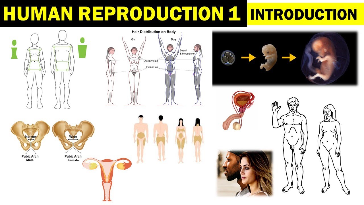 Sexual Dimorphism In Humans Examples Human Reproduction Intro | Sexual Dimorphism | Primary & Secondary Sex ...