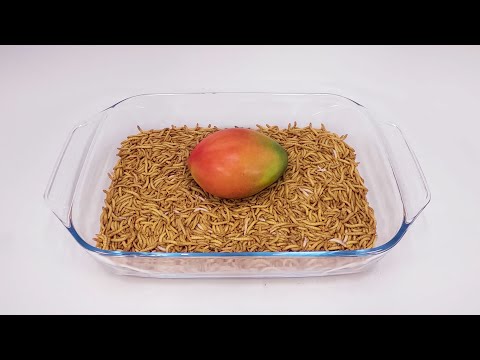 How long for mealworms to eat a whole mango?