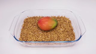 How long for mealworms to eat a whole mango?