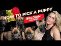 How to pick a puppy from a litter | Belgian Malinois edition!