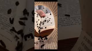 Best Photography Trick #5 Book Paper and Letters