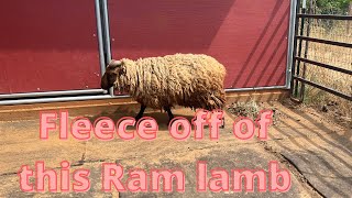 Shearing Landow a 1 year old Ram Lamb first time being shorn. @mattimakes