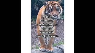 story wa macan loreng