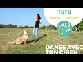 Apprendre à son chien à reculer en 3 étapes - exercice dog dancing - berger australien