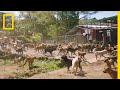 Watch Thousands of Dogs Run Free in This Magical Sanctuary | Short Film Showcase