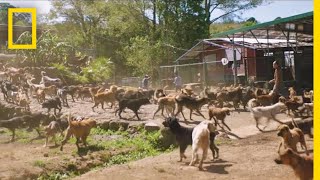 Watch Thousands of Dogs Run Free in This Magical Sanctuary | Short Film Showcase