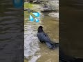 Hilarious Crow Takes a Bath and Can't Stop Expressing Joy! 💦😊 #crow #corvids #crowbuddy
