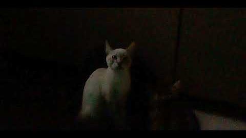 Catnip Bubbles Test FAILED!