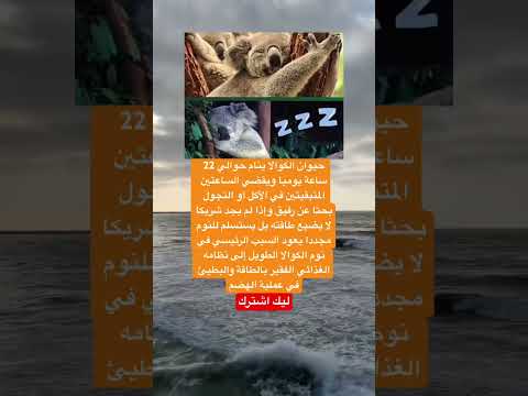 هل تعلم أن حيوان الكوالا ينام حوالي 22 ساعة يوميا اكسبلور معلومات ستار لايك ترند