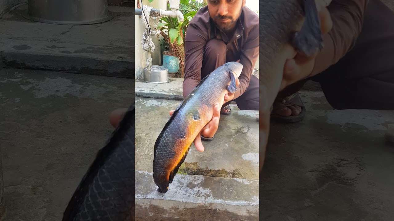 sole fish with frog lure in Pakistan 
