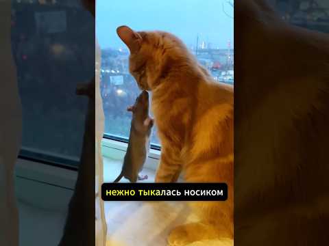 Спасла крысу, а та подружилась с котом 🥹🐈 #милыеживотные #животные