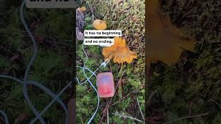 Download Lagu Mushroom music with PlantWave MP3 Download Lagu Mushroom music with PlantWave MP3