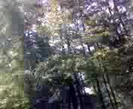 Video camera onboard a Traxxas Rustler