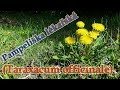 Pampeliška lékařská (Taraxacum officinale) - o bylince, léčivé účinky, recept :-)