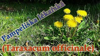 Pampeliška lékařská (Taraxacum officinale) - o bylince, léčivé účinky, recept :-)