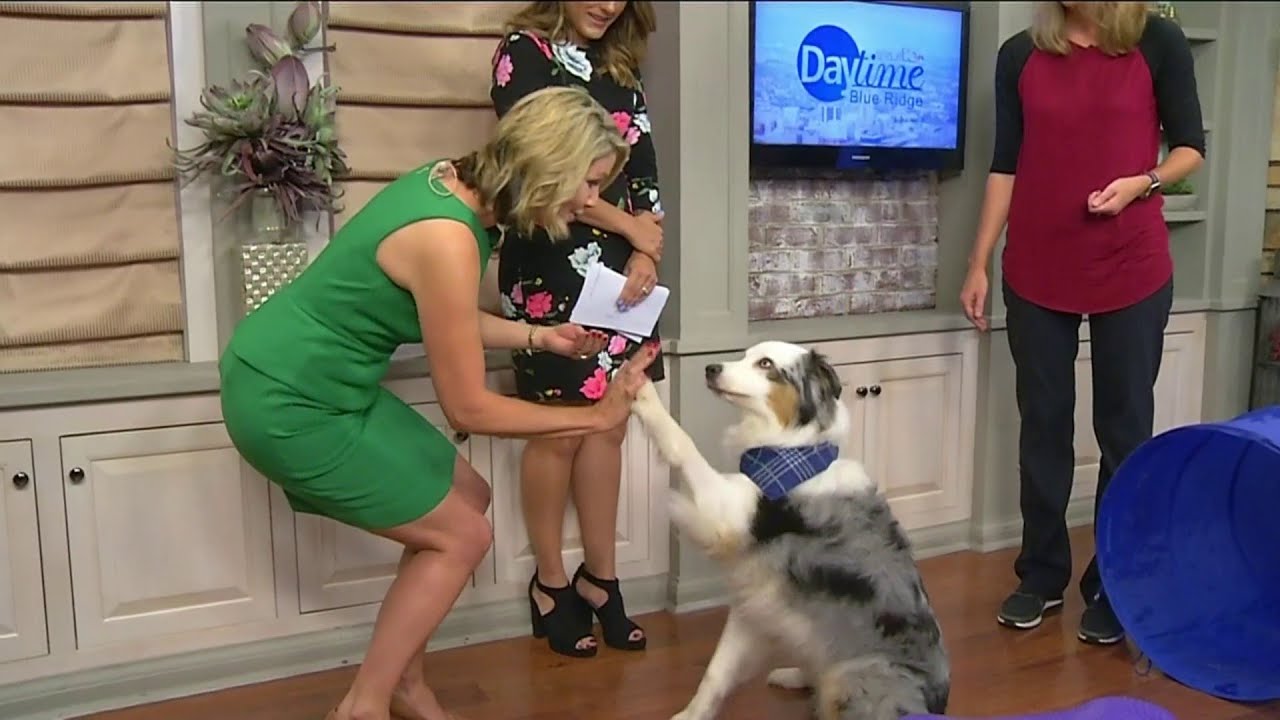 Star City K9 Training Club YouTube