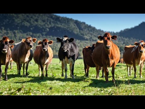 New Zealand farmers 'ticked off' at govt's new tax on 'emissions from cow burps'
