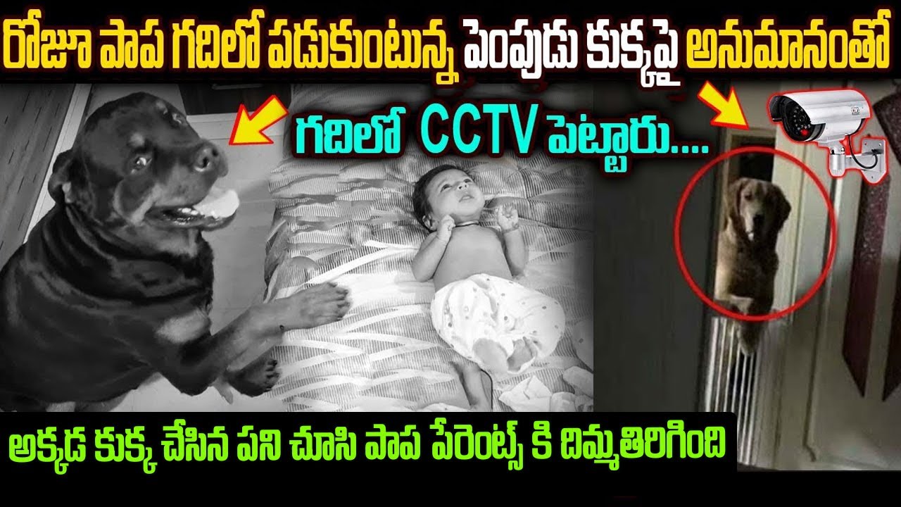 రోజూ పాప గదిలో పడుకుంటున్నపెంపుడు కుక్కపై అనుమానంతో గదిలో CCTV పెట్టారు || తర్వాత ఏం జరిగింది అంటే?