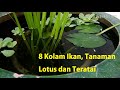 8 kolam ikan ikannya ratusannnnn 