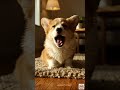 動物たちの爆笑あくび集 😴😂 8