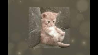 Ricky Montgomery - Line Without a Hook (sped-up×reverb)