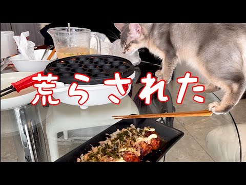【癒し閲覧注意】たこ焼きパーティー荒らしの1日❣️【ソマリ】