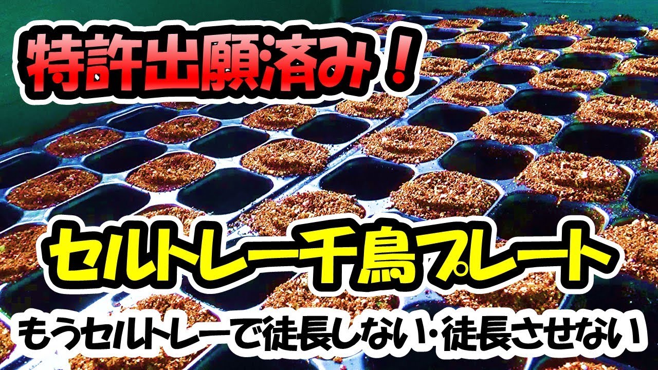 千鳥プレート【1枚】アンドウケミカル社製セルトレーPP128穴用